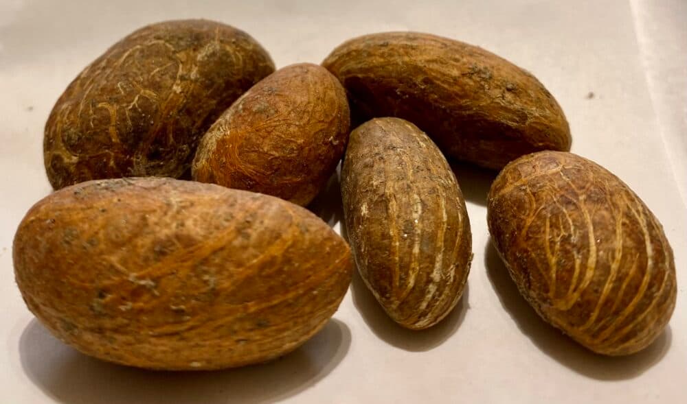 Garcinia Kola (Bitter Kola)