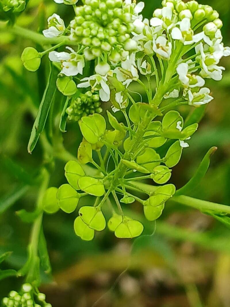 Lepidium