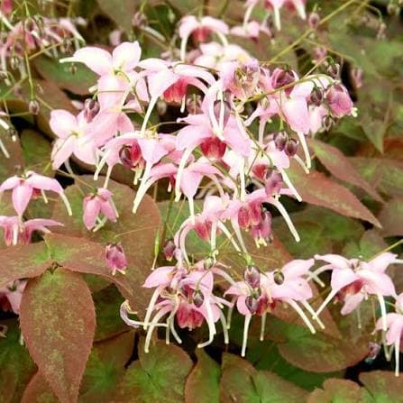 Epimedium