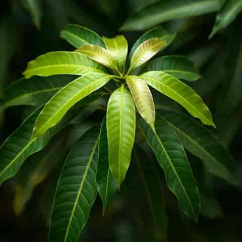 Mangifera Indica (Mango Leaf)