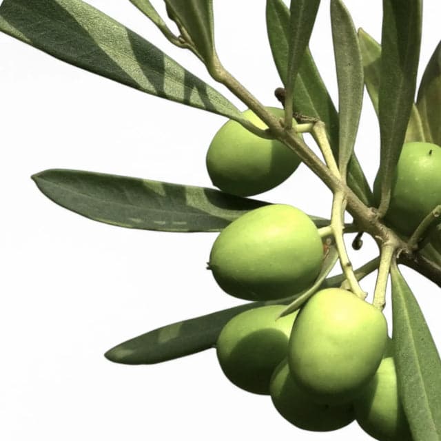 Olea europaea (Olive)