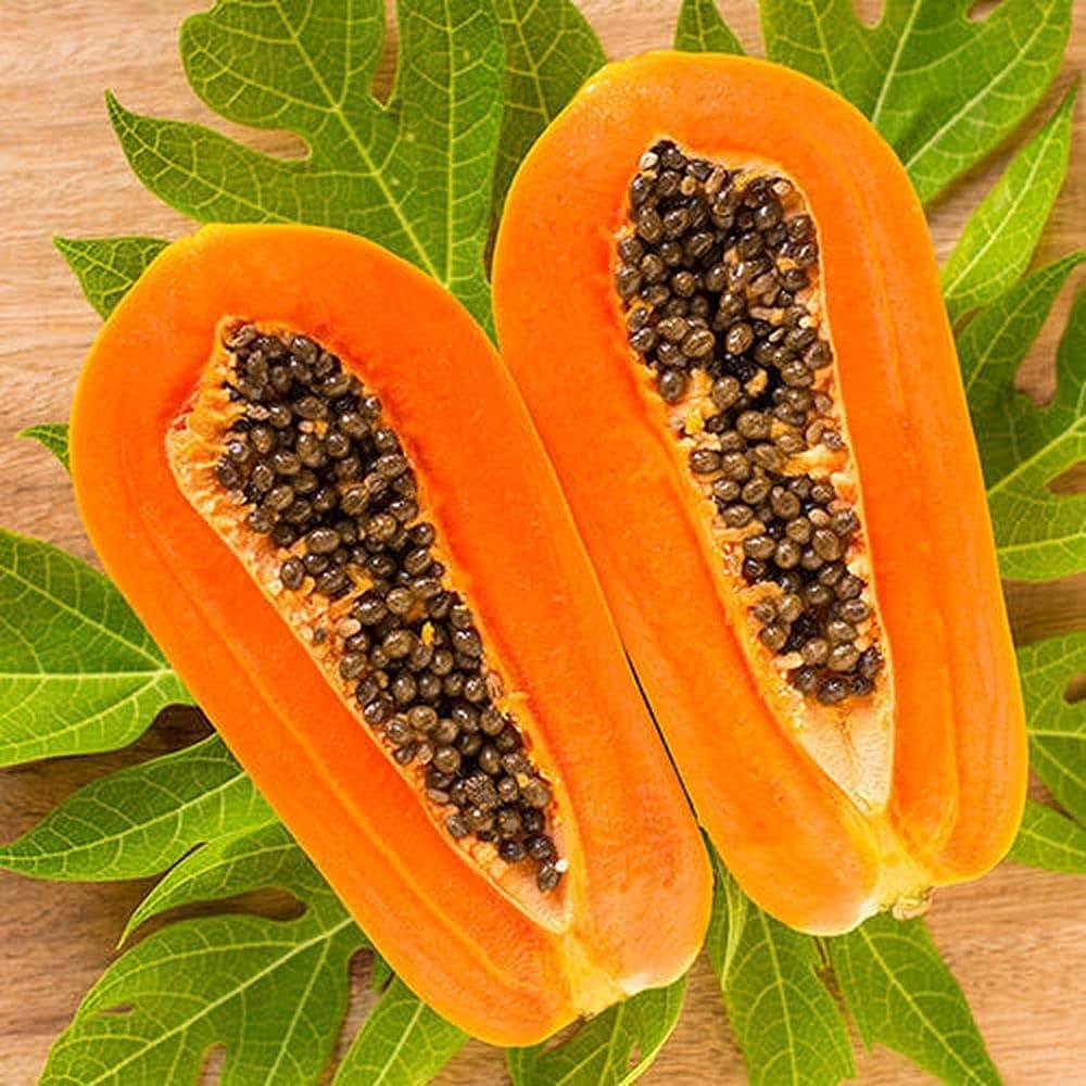 Carica papaya