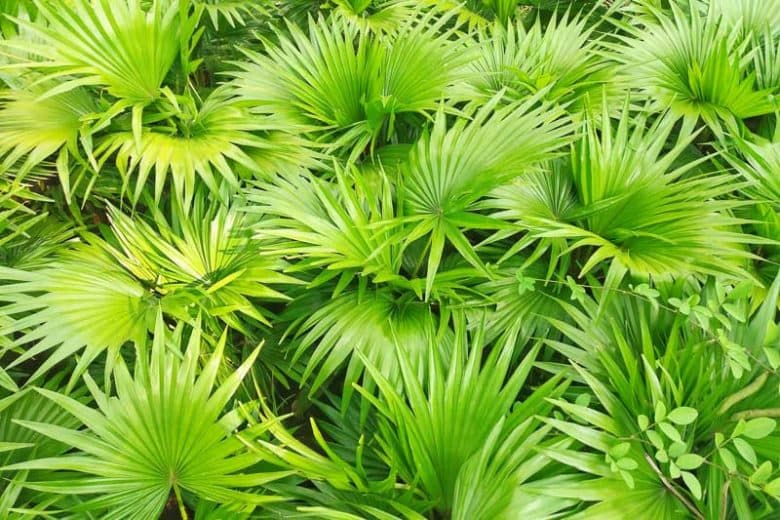 Serenoa repens (Saw Palmetto)